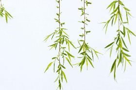 Willow Root: TCM Benefits, Uses, and Traditional Applications
