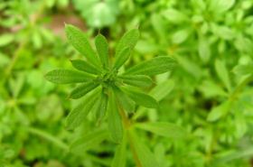 Cleavers (猪殃殃)_Cleavers Herb Benefits & Uses in TCM