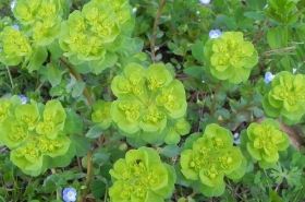 Euphorbia Helioscopia (Ze Qi) Benefits and Uses - Traditional Chinese Medicine