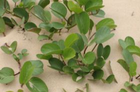 Ipomoea pes-caprae_Benefits and Uses of Ma An Teng