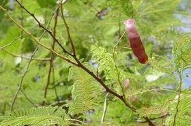 Catechu_Benefits and Uses in Traditional Chinese Medicine