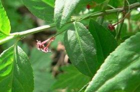Ba Bao Tea benefits traditional uses