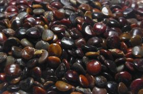 Hovenia Dulcis: Functions & Uses in Traditional Chinese Medicine