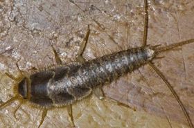 Silverfish (Yiyu): Uncovering Its Traditional Uses in Chinese Medicine