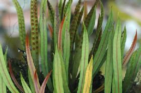 Lepisorus pseudonudus_Benefits & Uses in Traditional Chinese Medicine