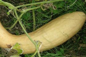 Gourd Peel_Benefits and Uses of Gourd Peel