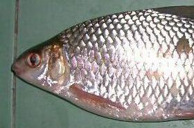Mud Carp (A Water-Draining and Dampness-Resolving Medicinal) _ Mud Carp (A Water-Draining and Dampness-Resolving Medicinal) Benefits and Uses