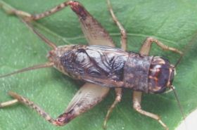 Cricket in Traditional Chinese Medicine: Benefits & Uses