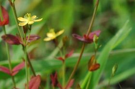 Di Er Cao traditional Chinese medicine herb