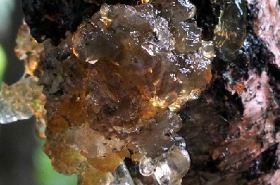 Peach Resin | Benefits, Uses & Traditional Chinese Medicine