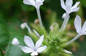 White Leadwort (Plumbago zeylanica): Uses, Dosage, and Toxicity in TCM