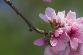 Peach Branch_Functions and Uses of Peach Branch