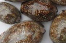 Purple Cowrie Shell (Zibeichi): Benefits & Uses in TCM