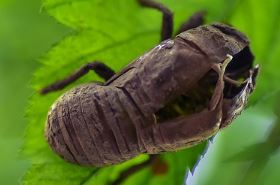 Grass Cicada: Benefits and Uses in Traditional Chinese Medicine