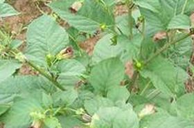 Belladonna Herb | Belladonna Herb Benefits & Uses