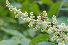 Jiulong Teng (Dragon Vine): Benefits and Traditional Uses