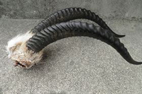 Antelope Horn (Ling Yang Jiao): Benefits, Uses, and Safety