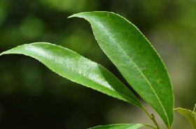 Jin Ye Zi (Golden Leaf): Traditional Uses, Benefits & Crucial Safety Warnings