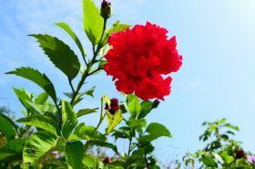 Safflower Seed: Uses, Benefits, and More