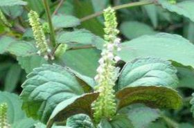 White Perilla Seed for cough and constipation relief