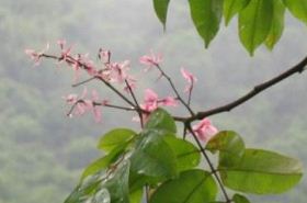 Solitary Sword Root: Benefits, Uses & Side Effects in TCM