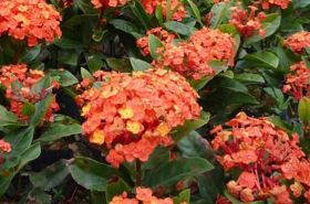 Ixora: Benefits and Traditional Uses
