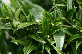 Sarcococca Ruscifolia: Benefits and Uses in Traditional Chinese Medicine