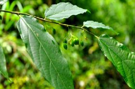 Smallflower Star Anise: Uses and Benefits in Traditional Chinese Medicine