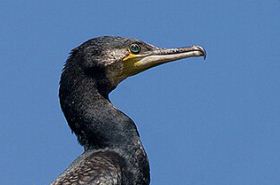 Cormorant Saliva: Traditional Uses and Benefits in TCM