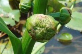 Jincigu: Uses, Benefits, and Safety in Traditional Chinese Medicine