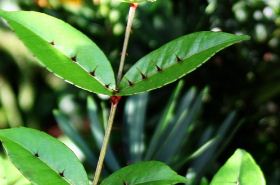 Zanthoxylum Nitidum: Traditional Uses & Health Benefits