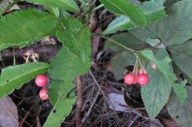 Radix Ardisiae: Benefits, Uses, and Traditional Chinese Medicine Insights