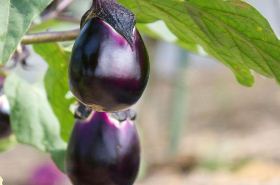 Eggplant: Benefits, Uses, and Traditional Chinese Medicine Perspectives