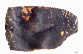 Hawksbill Turtle Shell: Functions, Uses, and Traditional Benefits