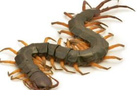Centipede_Benefits and Uses of Centipede
