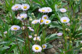 Deng Zhan Xi Xin (Erigeron Breviscapus): Functions and Benefits