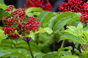 Jiegumu (Bone-Setting Wood): Functions, Uses & Benefits in TCM