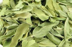 Apocynum Venetum Leaf: Benefits, Uses, and Safety | Your Health Guide