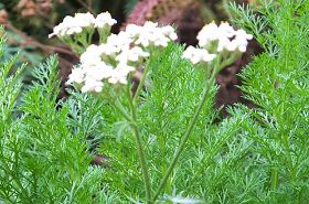 Yarrow_Yarrow's Functions and Main Indications