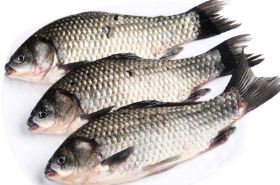 Crucian Carp Head: Benefits and Uses in Traditional Chinese Medicine