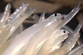 Crystal Fish: Benefits and Uses in Traditional Chinese Medicine