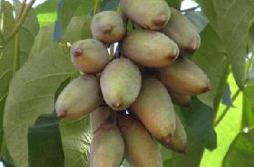Paulownia Fruit - Benefits & Uses for Chronic Bronchitis & Cough