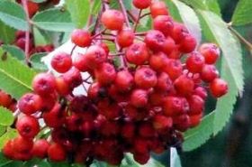 Tianshan Rowan: Benefits and Uses in TCM