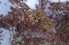 Siberian Lilac Bark: Benefits, Uses, and Traditional Applications