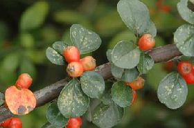 Shui Liansha_Shui Liansha Benefits and Functions