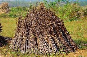 Sesame Stalks_Functions and Benefits in TCM
