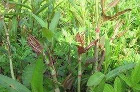 Spotted Bamboo Root: Benefits, Uses, and Traditional Chinese Medicine Applications