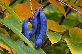 Cat Poop | Uses, Benefits & Dosage of Decaisnea Insignis
