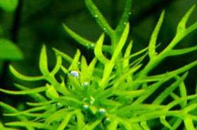 Chara Herb (Yucao): Uses, Benefits for Cough & Phlegm in TCM