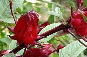 Roselle Benefits & Uses in Traditional Chinese Medicine
